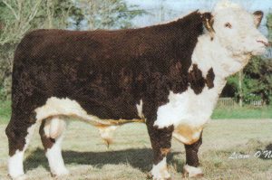 Steeped in Herefords from the start! SOLNUA Steeped in Herefords from the start!