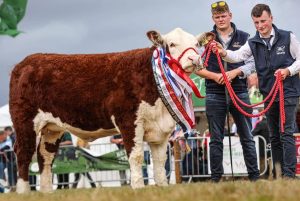 Steeped in Herefords from the start! SOLNUA Steeped in Herefords from the start!