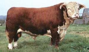 Steeped in Herefords from the start! SOLNUA Steeped in Herefords from the start!