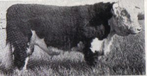 Steeped in Herefords from the start! SOLNUA Steeped in Herefords from the start!