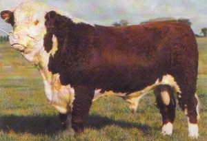 Steeped in Herefords from the start! SOLNUA Steeped in Herefords from the start!