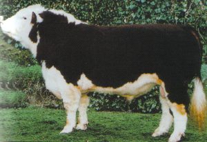 Steeped in Herefords from the start! SOLNUA Steeped in Herefords from the start!