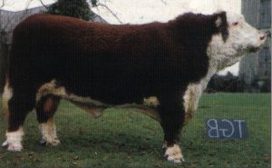 Steeped in Herefords from the start! SOLNUA Steeped in Herefords from the start!