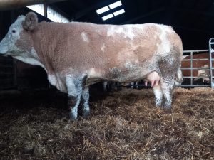 Solnua Genetics triumph in Germany SOLNUA Solnua Genetics triumph in Germany
