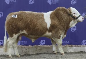Solnua Genetics triumph in Germany SOLNUA Solnua Genetics triumph in Germany