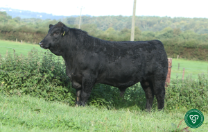 Westellen Boss Tops the Charts for ABP Dairy-Beef Performance SOLNUA Westellen Boss Tops the Charts for ABP Dairy-Beef Performance