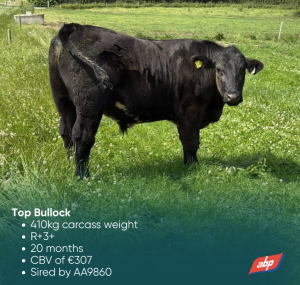 Westellen Boss Tops the Charts for ABP Dairy-Beef Performance SOLNUA Westellen Boss Tops the Charts for ABP Dairy-Beef Performance