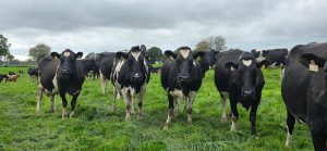Confidence in Every Breeding Decision: South African Farmers Experience the Solnua Story SOLNUA Confidence in Every Breeding Decision: South African Farmers Experience the Solnua Story
