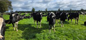 Confidence in Every Breeding Decision: South African Farmers Experience the Solnua Story SOLNUA Confidence in Every Breeding Decision: South African Farmers Experience the Solnua Story