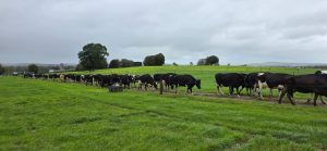 Confidence in Every Breeding Decision: South African Farmers Experience the Solnua Story SOLNUA Confidence in Every Breeding Decision: South African Farmers Experience the Solnua Story