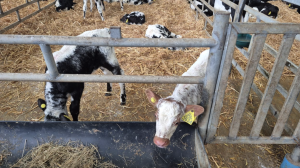 Westellen Boss Tops the Charts for ABP Dairy-Beef Performance SOLNUA Westellen Boss Tops the Charts for ABP Dairy-Beef Performance