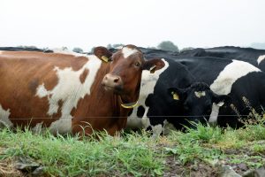 Confidence in Every Breeding Decision: South African Farmers Experience the Solnua Story SOLNUA Confidence in Every Breeding Decision: South African Farmers Experience the Solnua Story