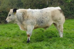 Westellen Boss Tops the Charts for ABP Dairy-Beef Performance SOLNUA Westellen Boss Tops the Charts for ABP Dairy-Beef Performance