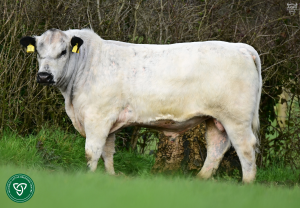 Westellen Boss Tops the Charts for ABP Dairy-Beef Performance SOLNUA Westellen Boss Tops the Charts for ABP Dairy-Beef Performance