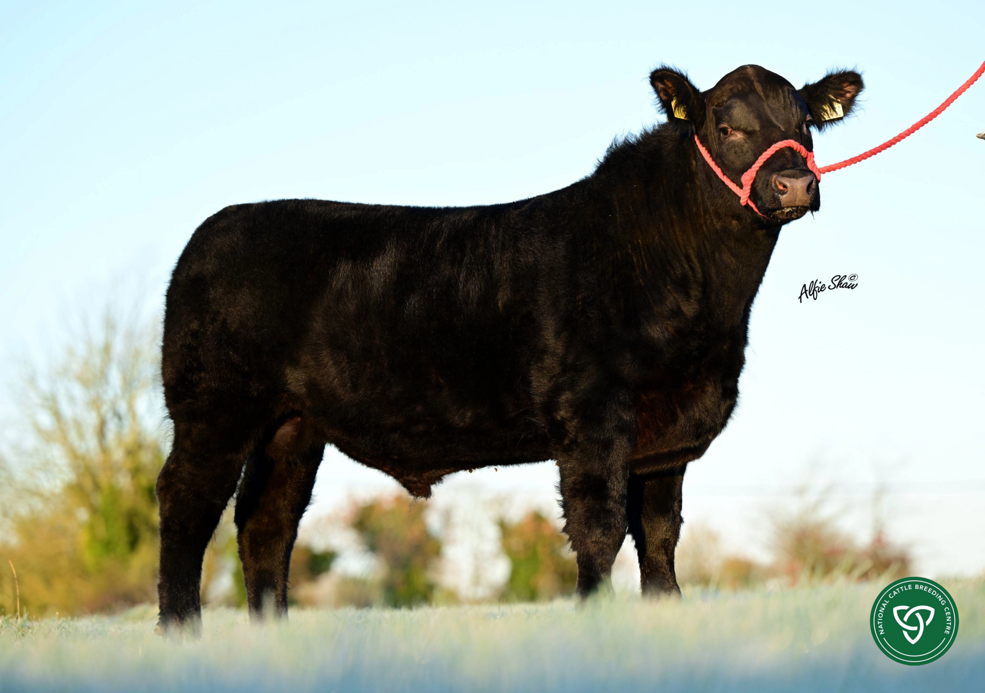 Pubblestown Lord Jack Y433
