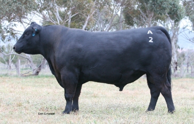 Christon Elton P623