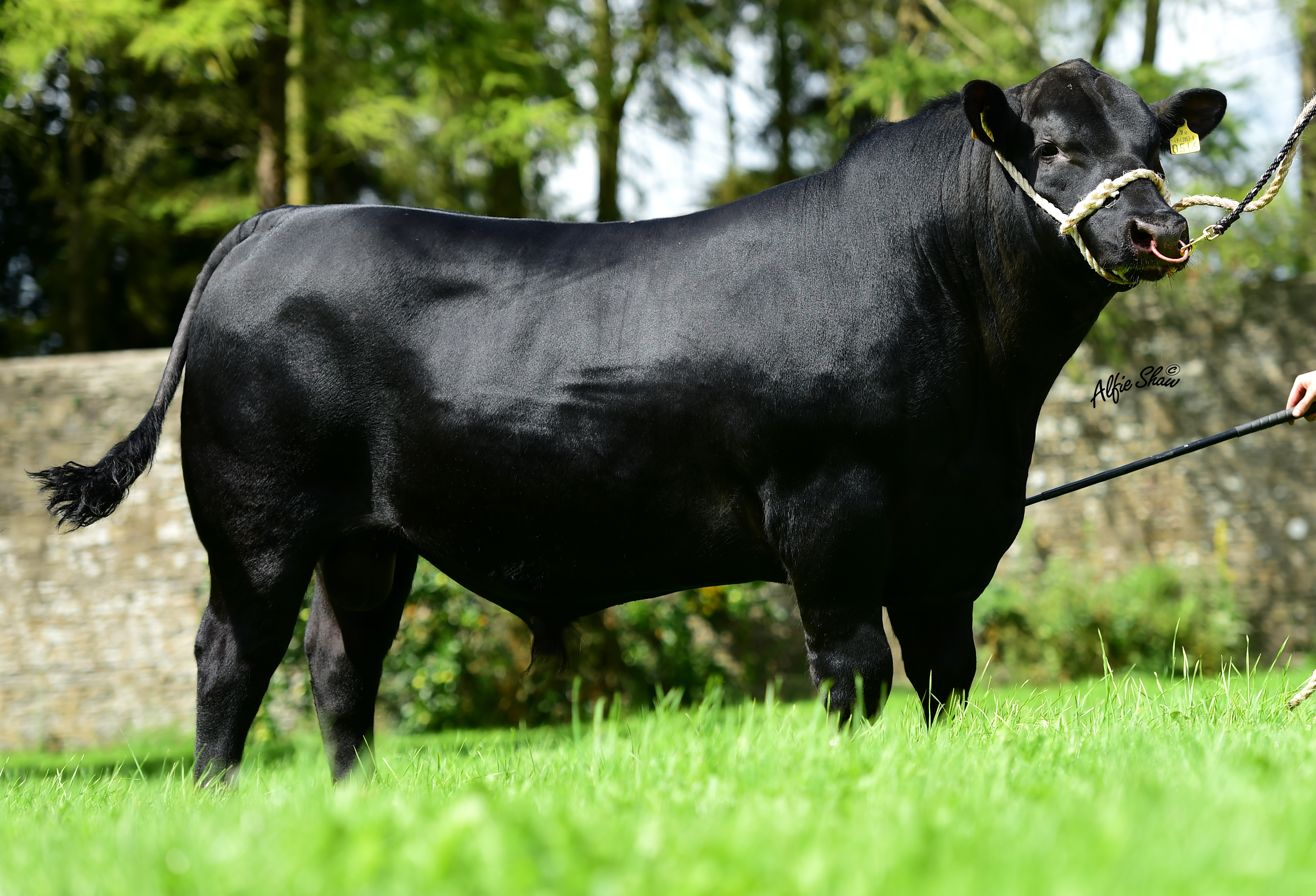 Marianhill L Papa 516
