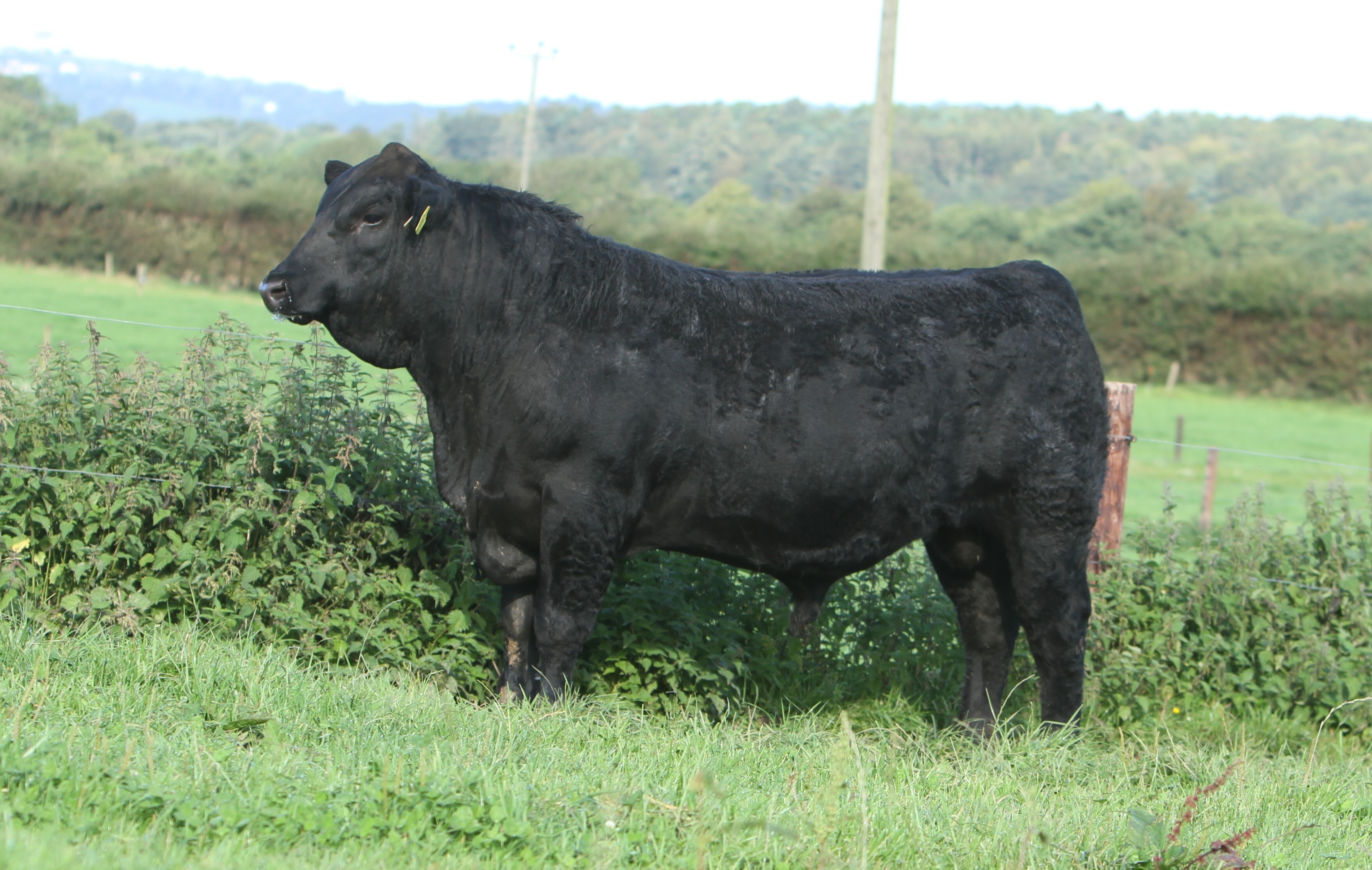 Westellen Boss Y929