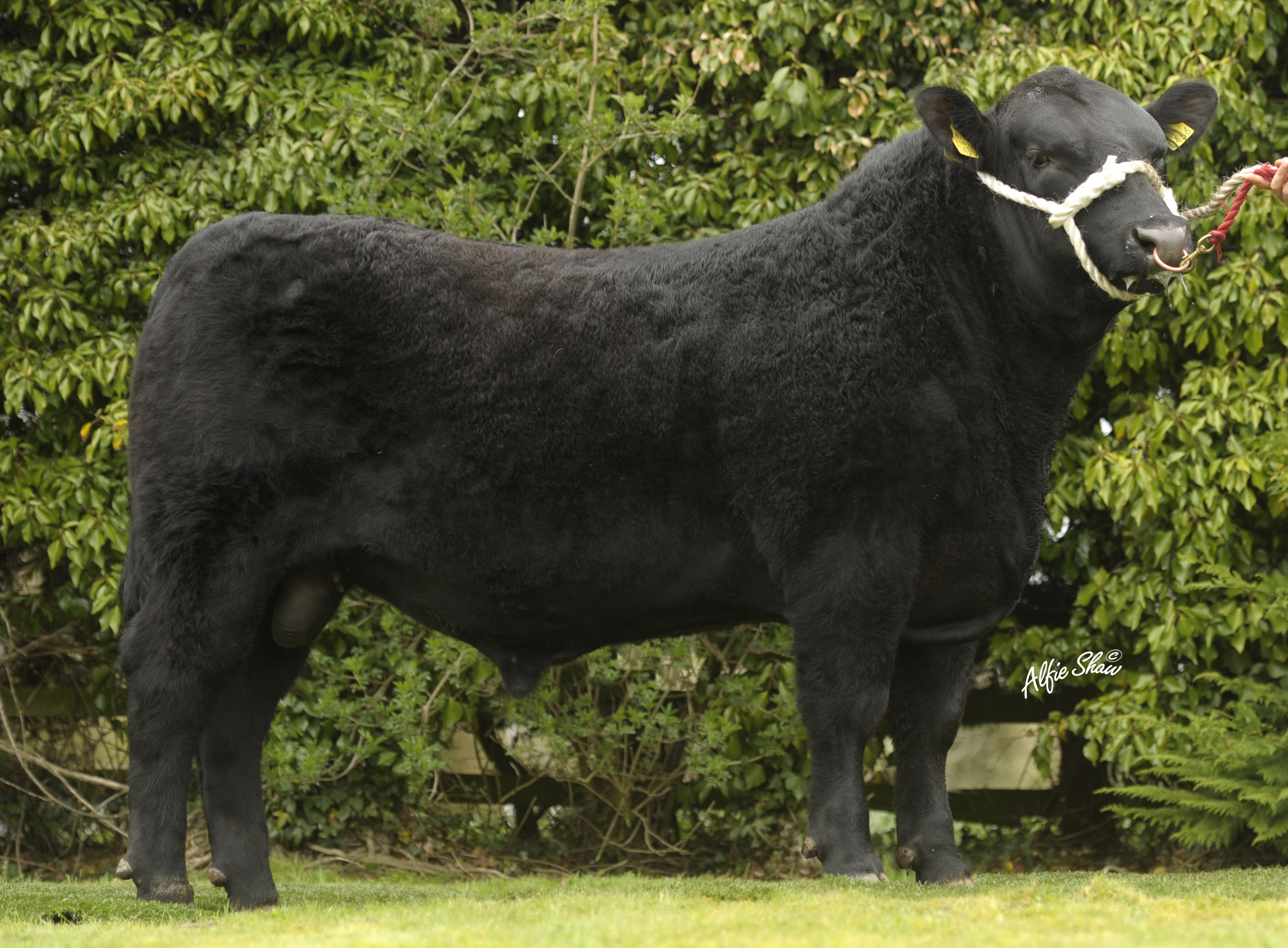Goulding Jumbo King K436 ET