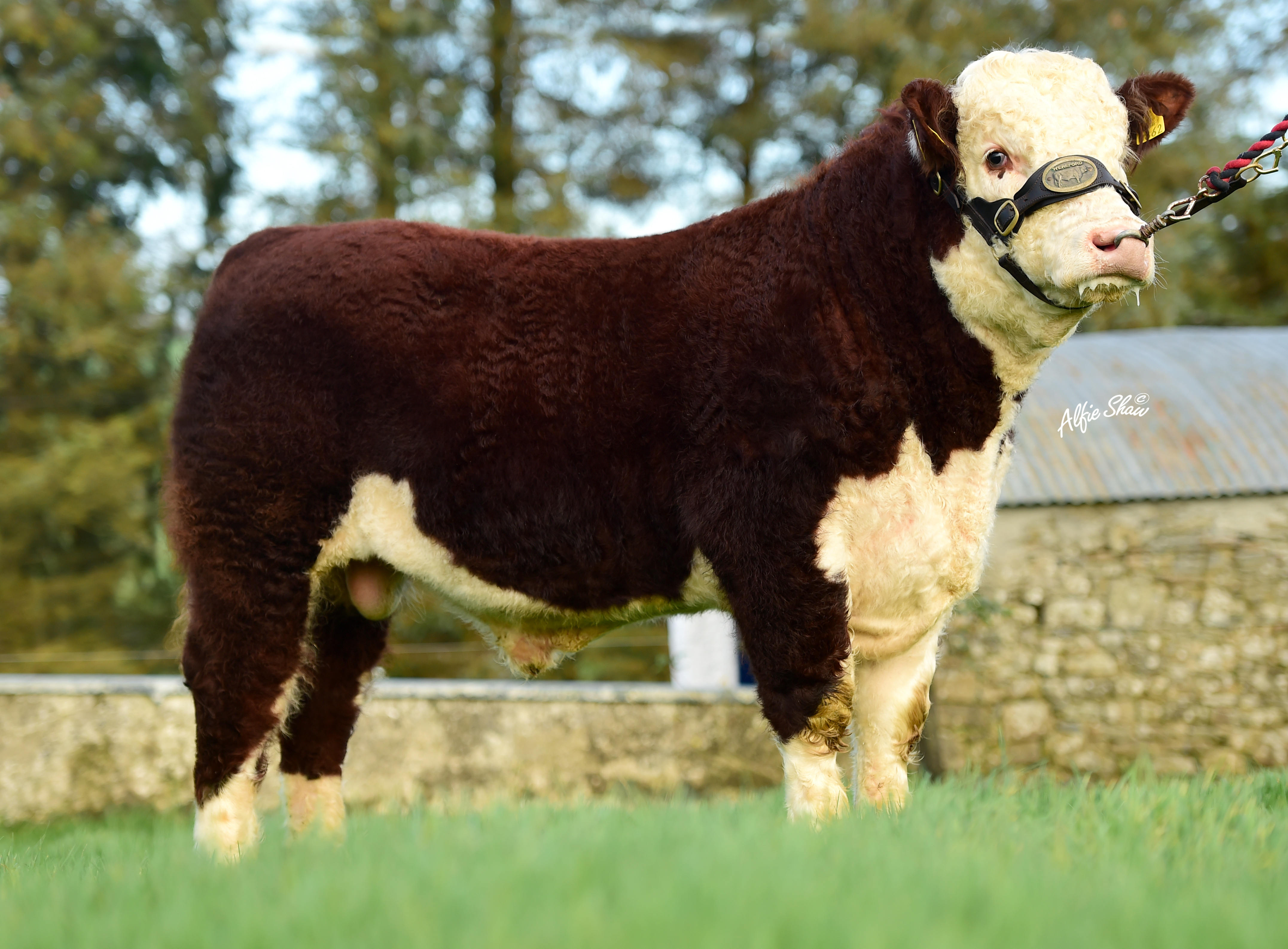 Balleen General 862 ET