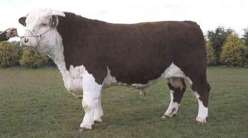 Balleen General 862 ET — view 3