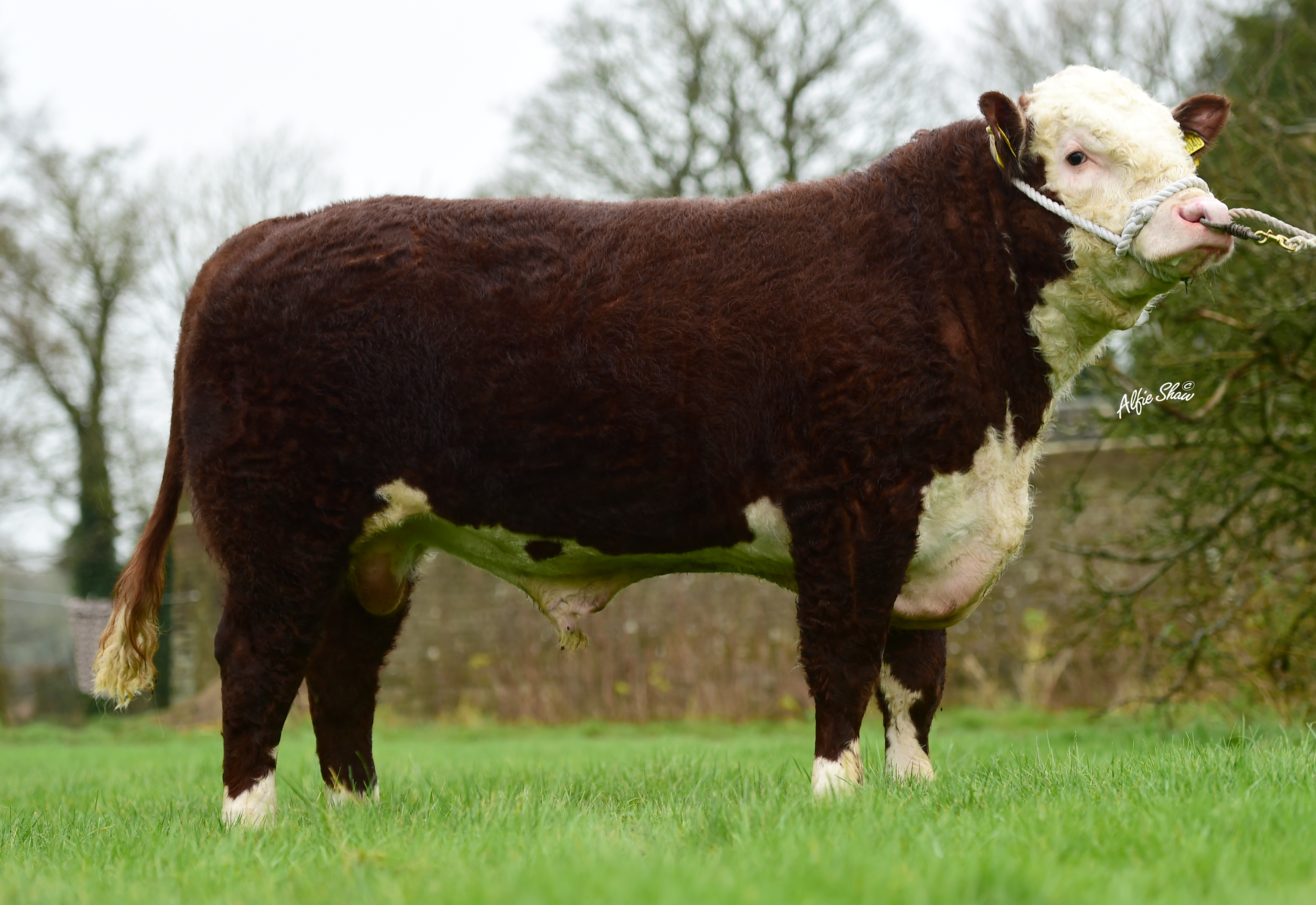 Netherhall 1 Oz Daffy M040