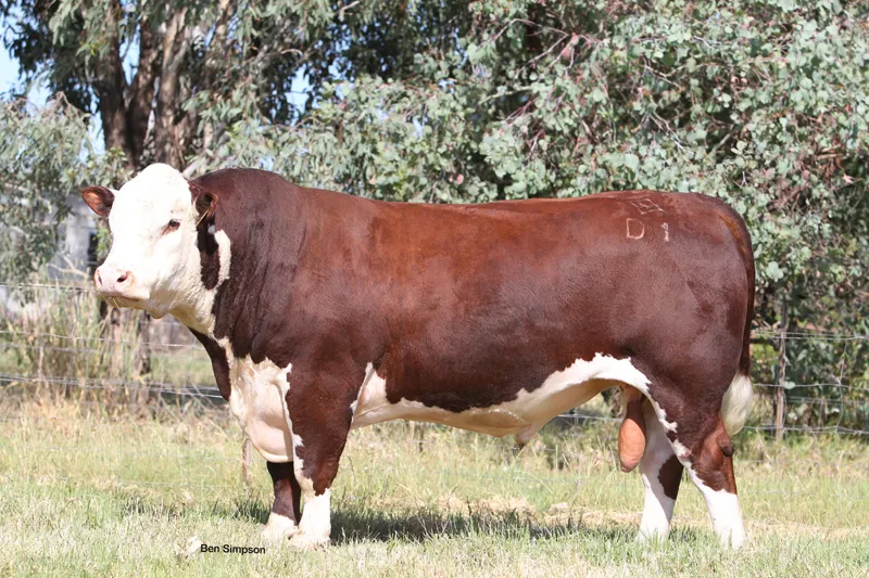 Netherhall 1 Oz Daffy M040 — view 3