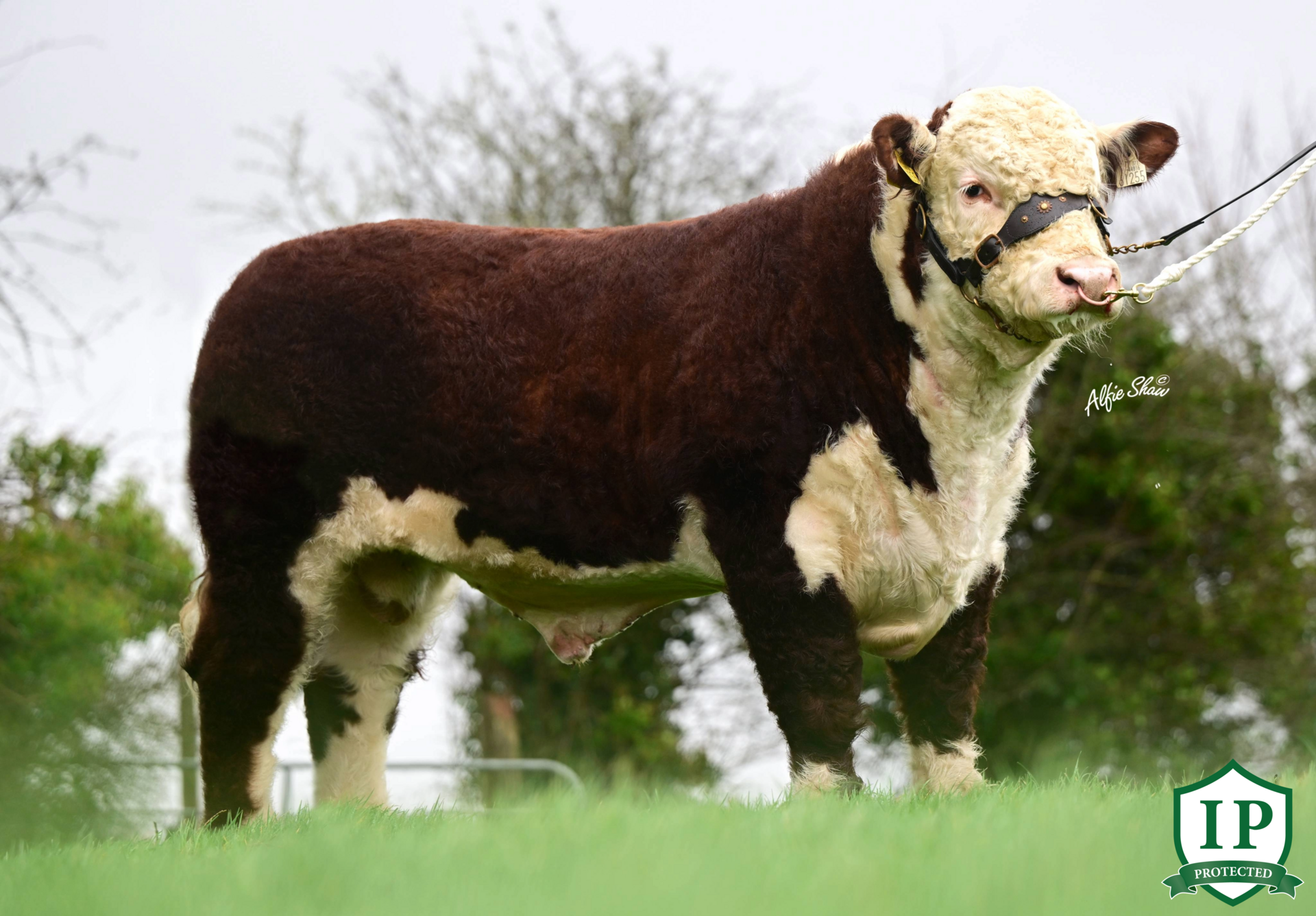 Corlismore Felix 255