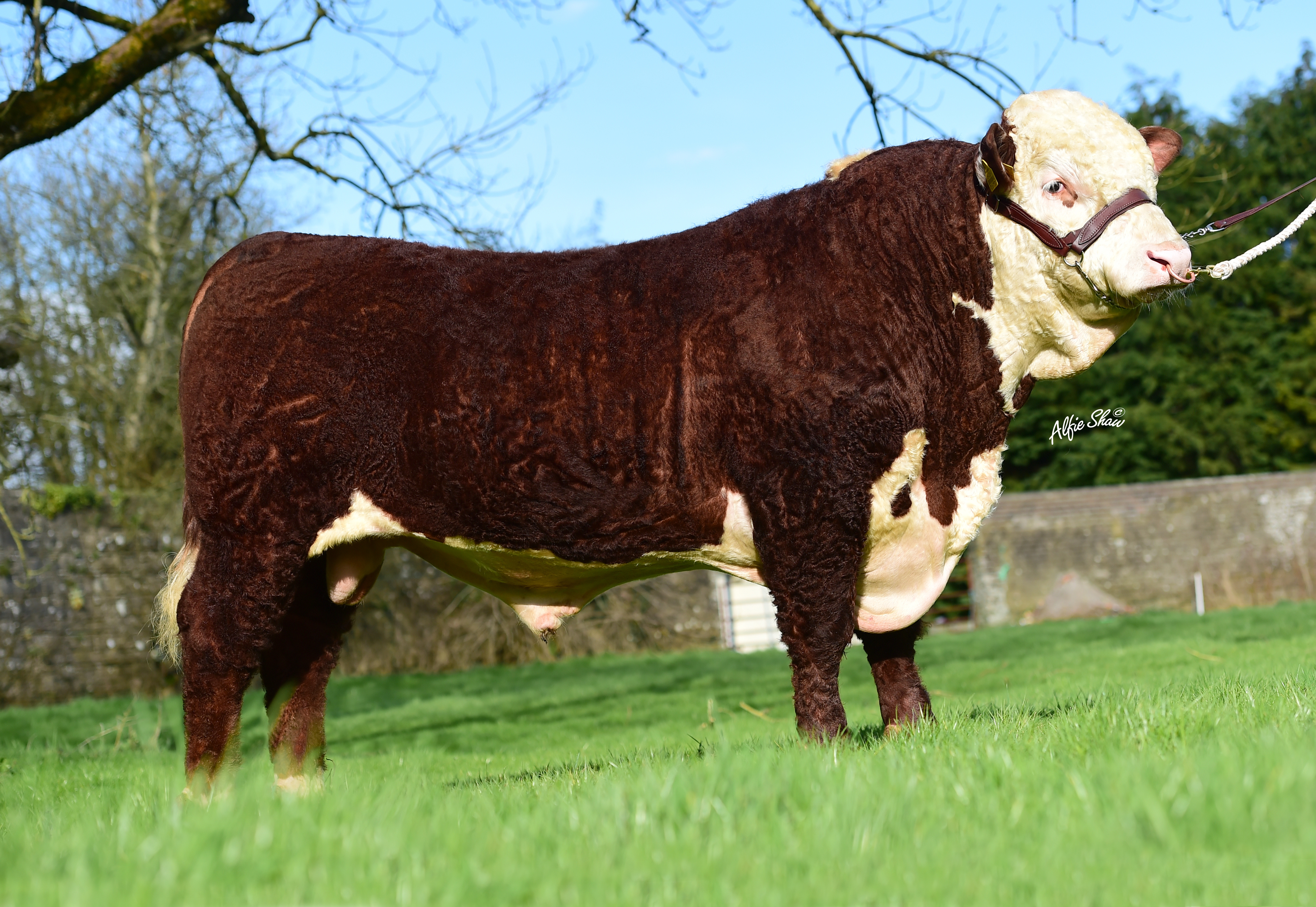 Allowdale Advance 573 ET