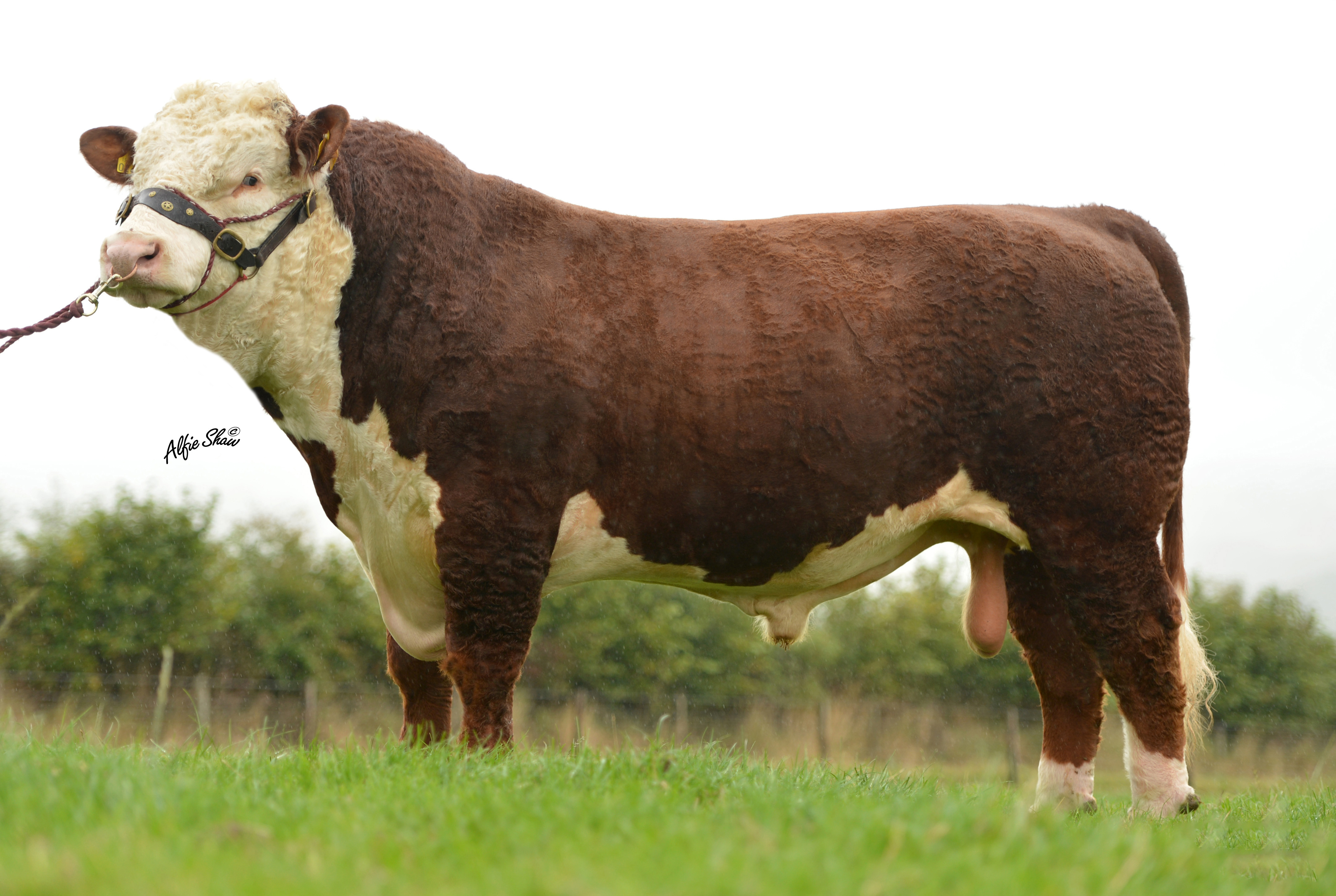Allowdale Rambo 475