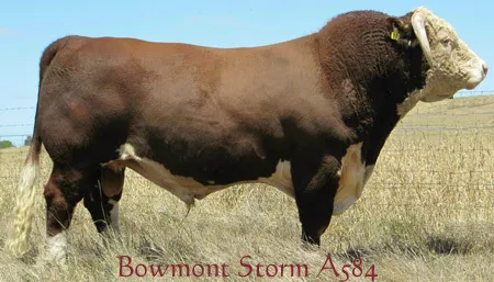 Allowdale Rambo 475 — view 3