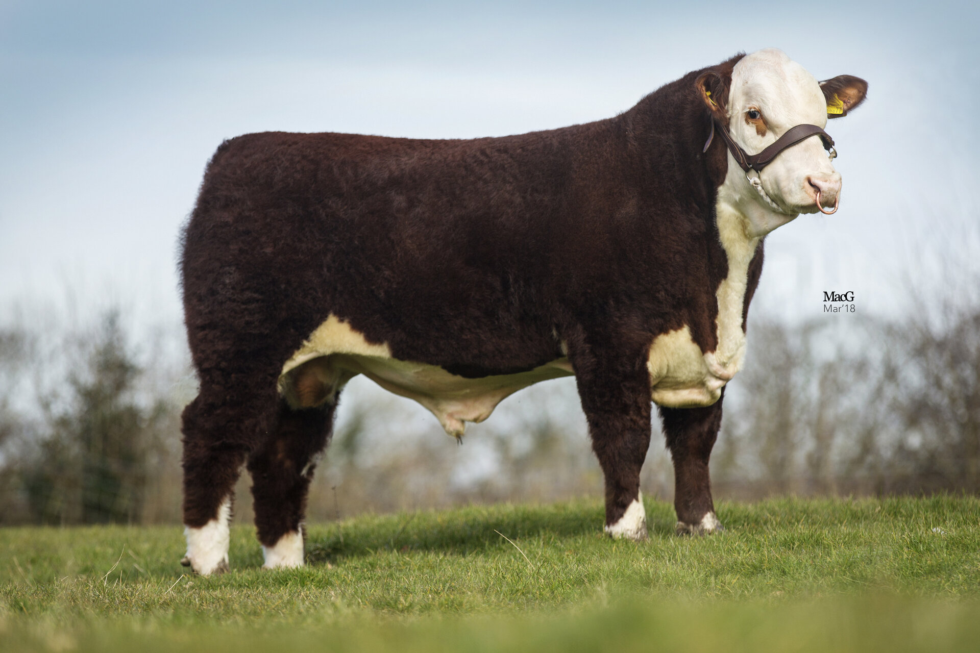 Moorside 1 Panda (P) {Pvf}