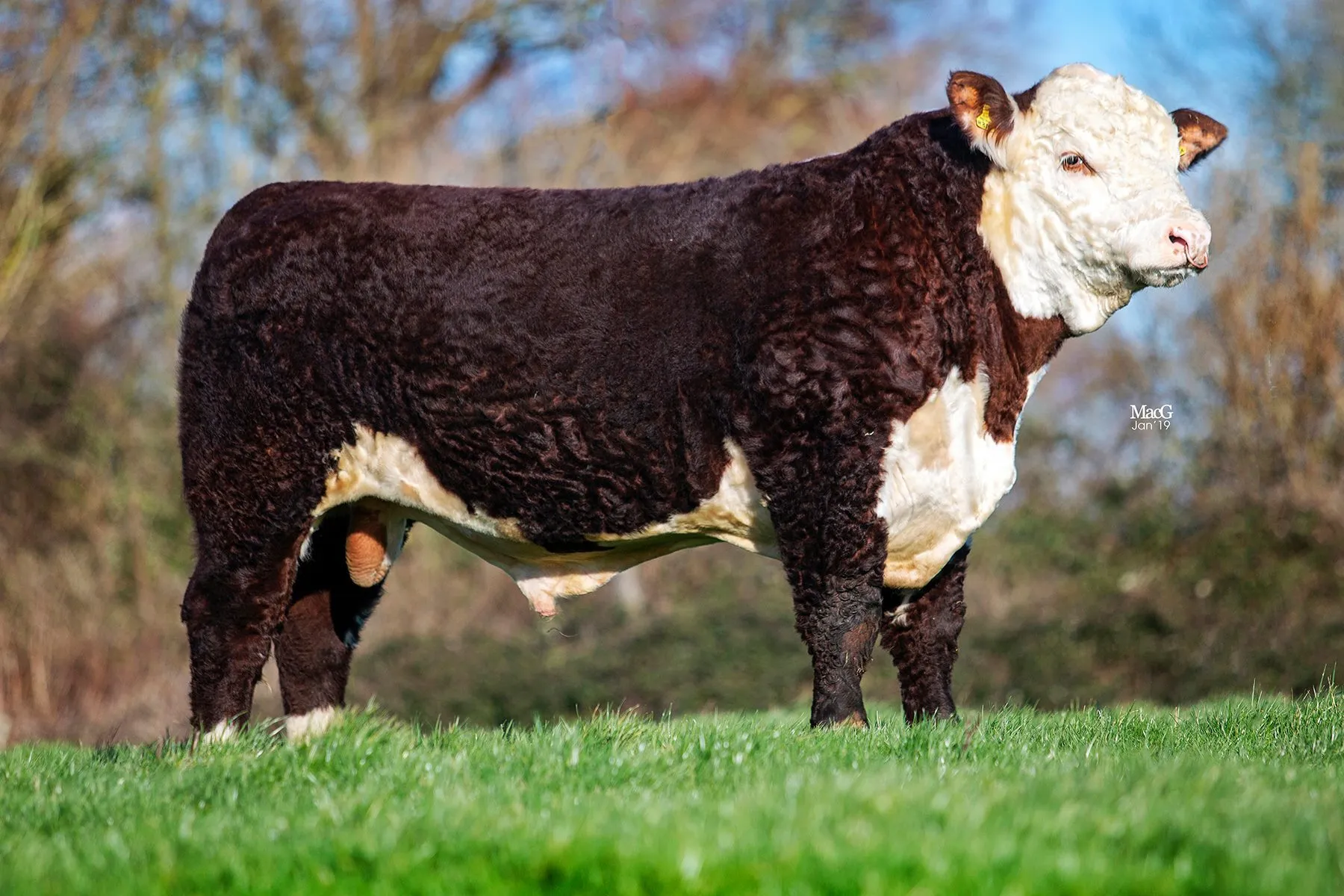 Fisher 1 Profile P456 — view 3