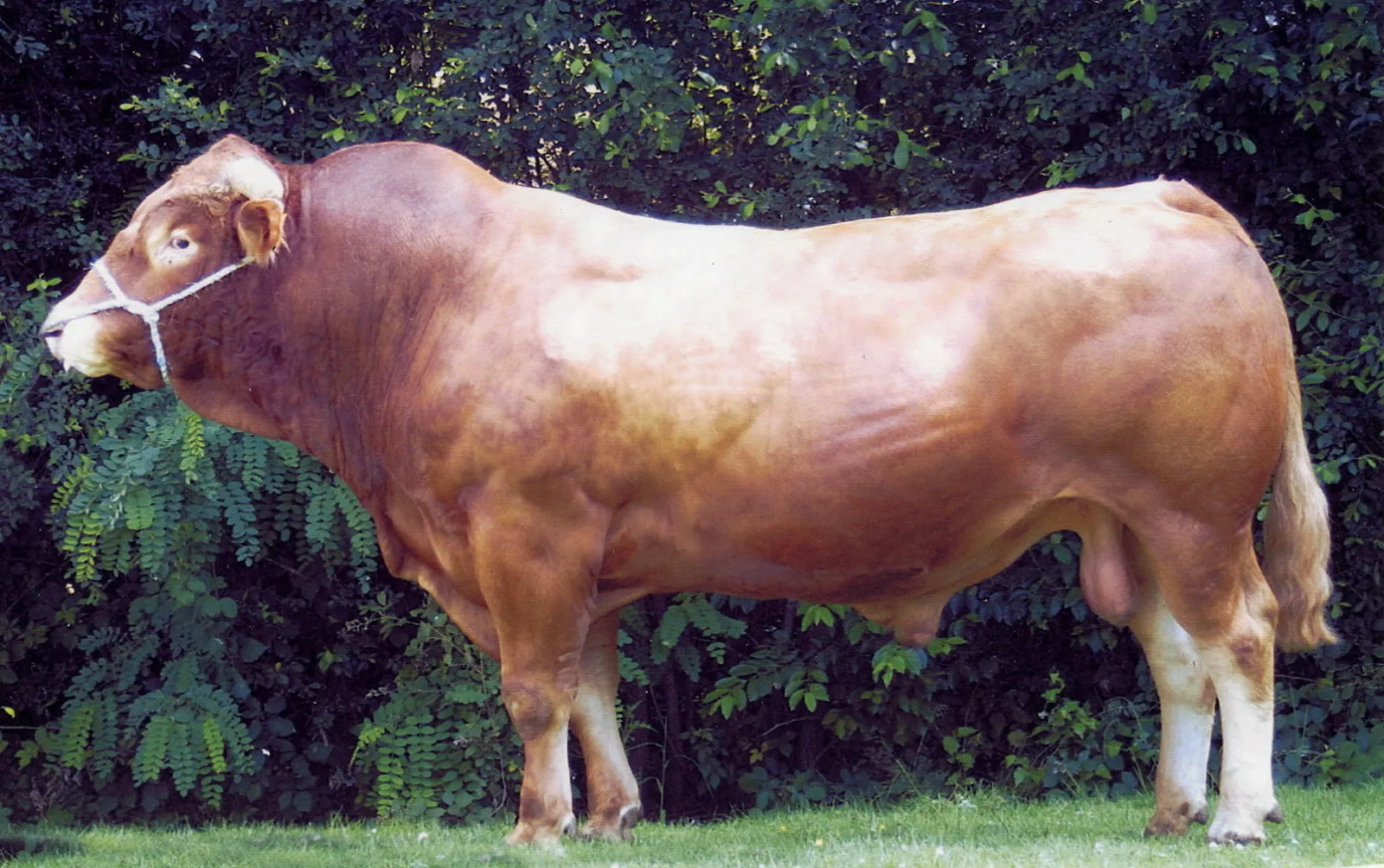 Casimir 65 — view 3