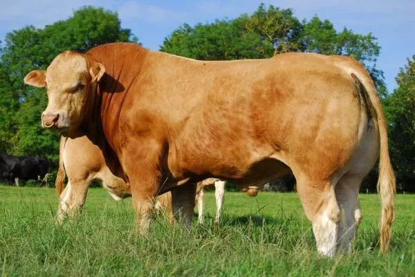 Aherla K 7 P — view 3