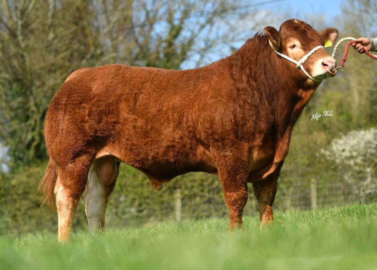 Ardlea Rigby ET