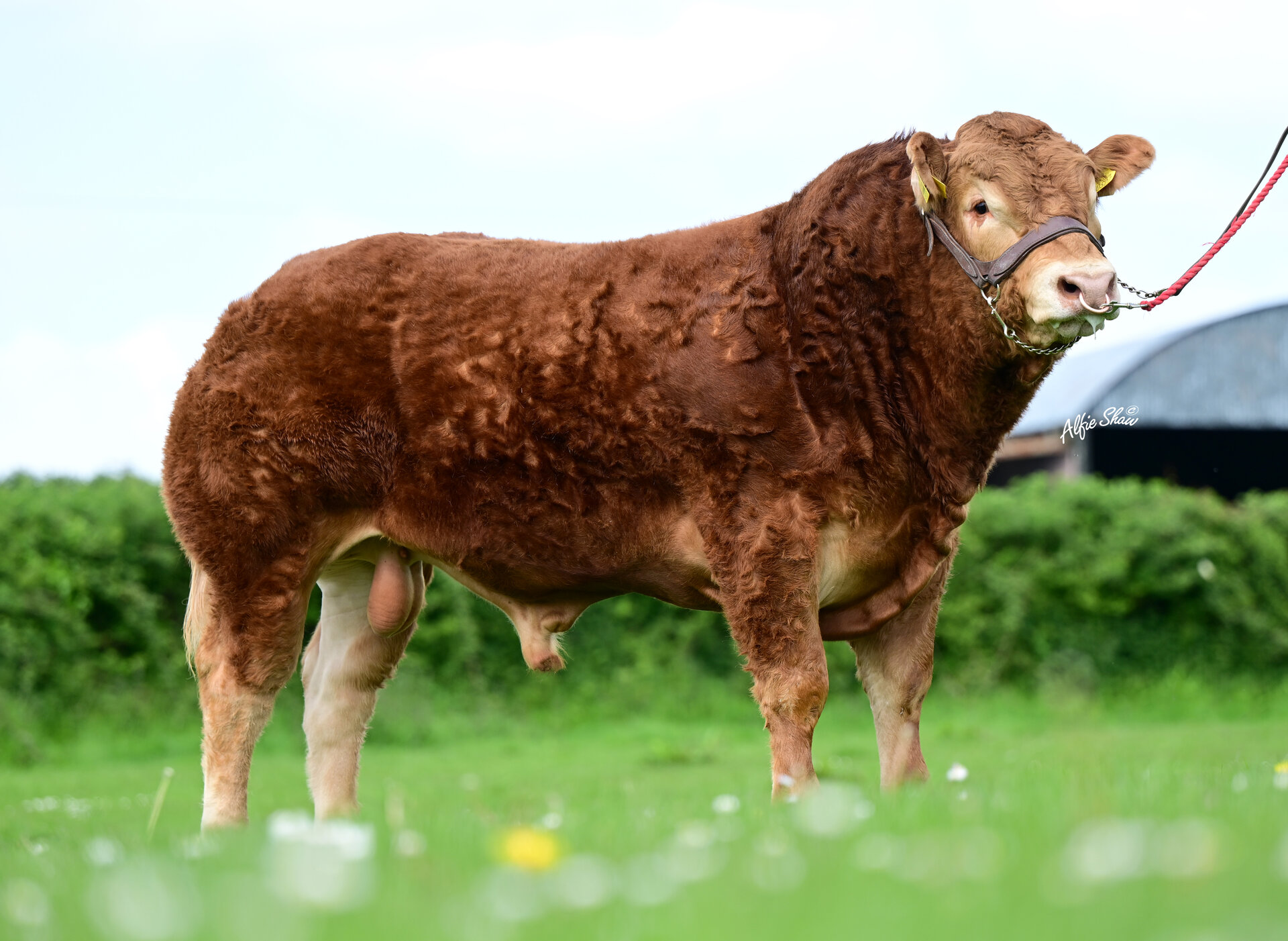 Lisna Some Bull