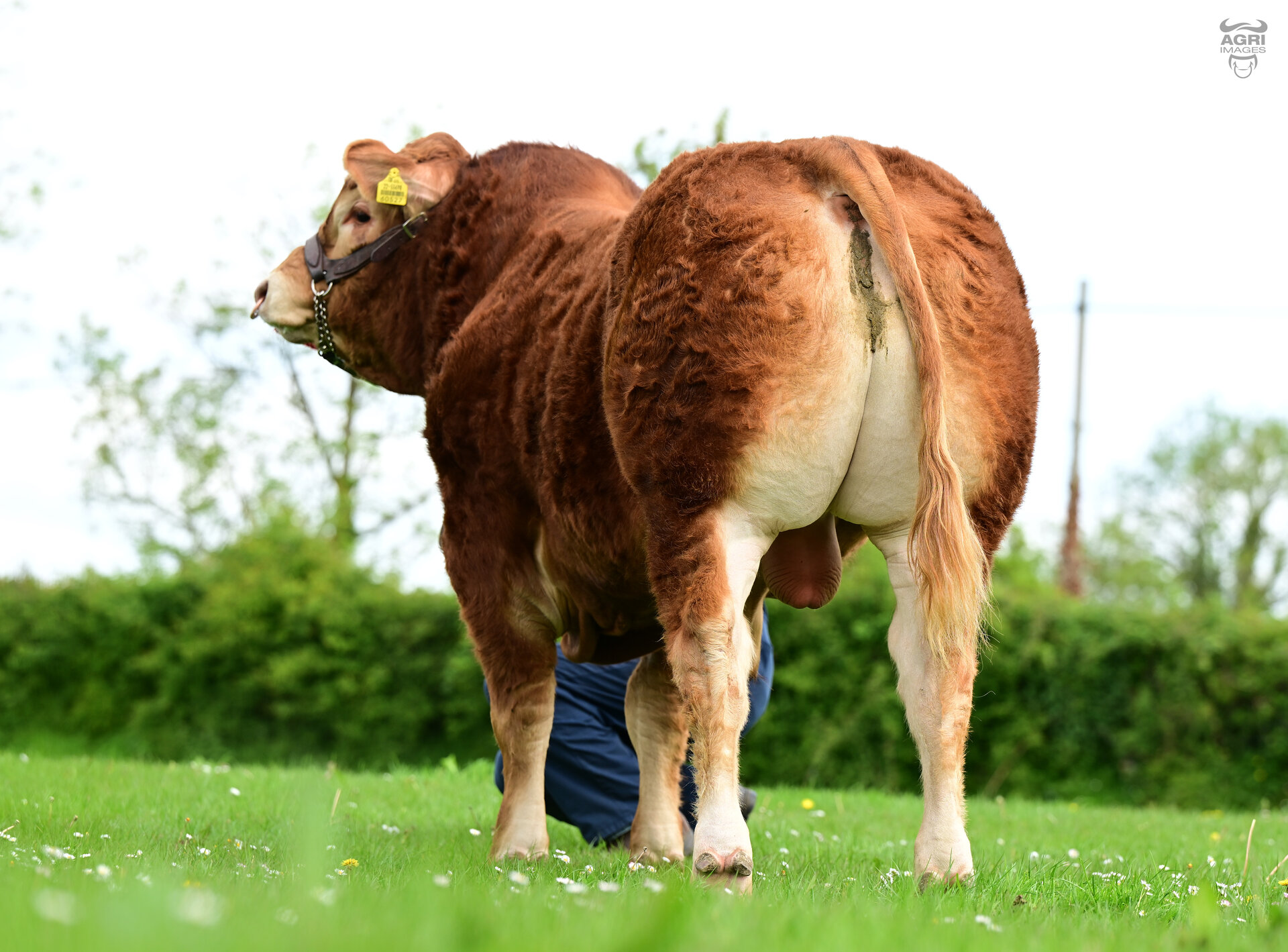 Lisna Some Bull — view 2