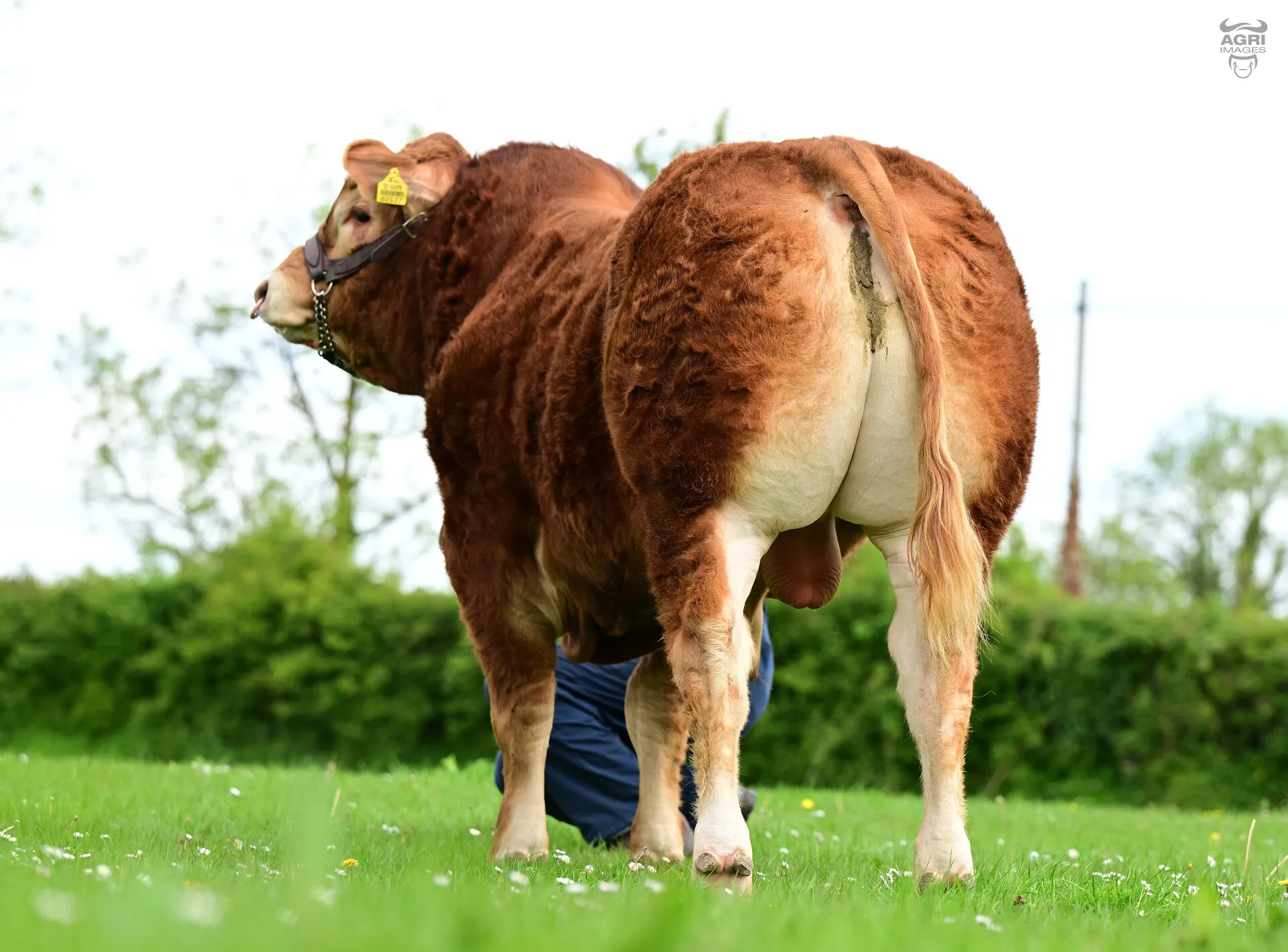 Lisna Some Bull — view 3
