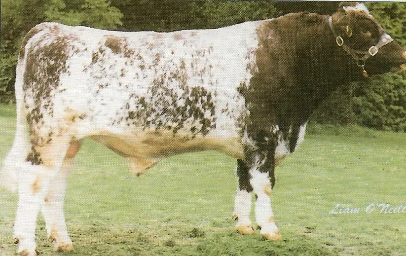 Moydrumcastle King