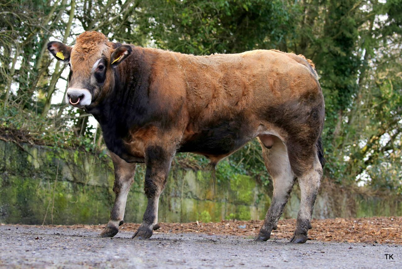 Kilgulbin Parthenaise Logan