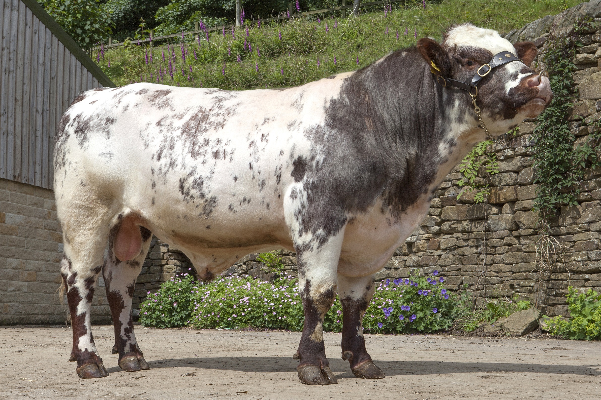 Stoneyroyd Halcyon Matrix (P)