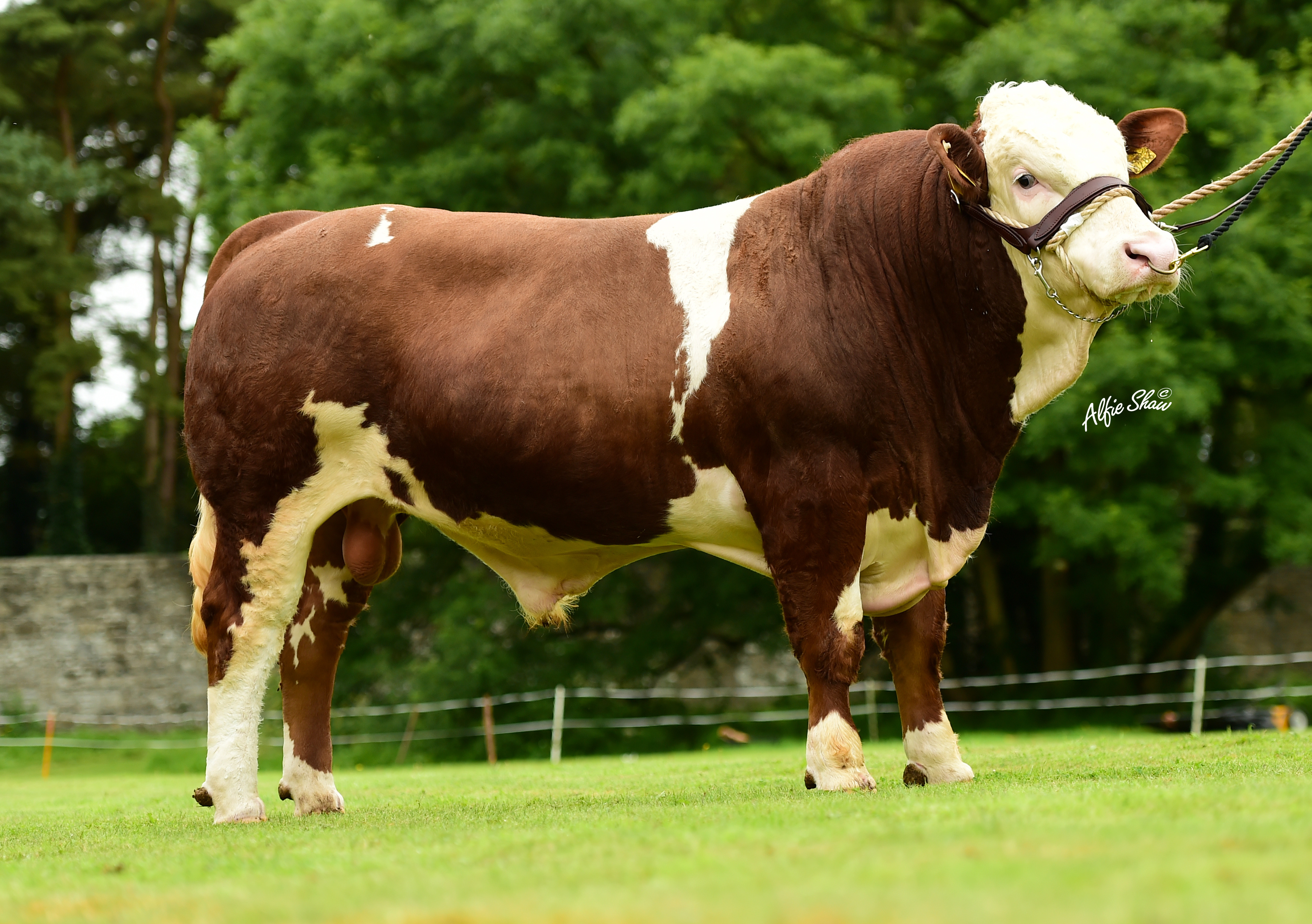 Leeherd Harry 286