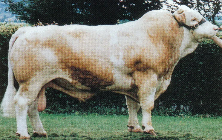 Leeherd Harry 286 — view 3