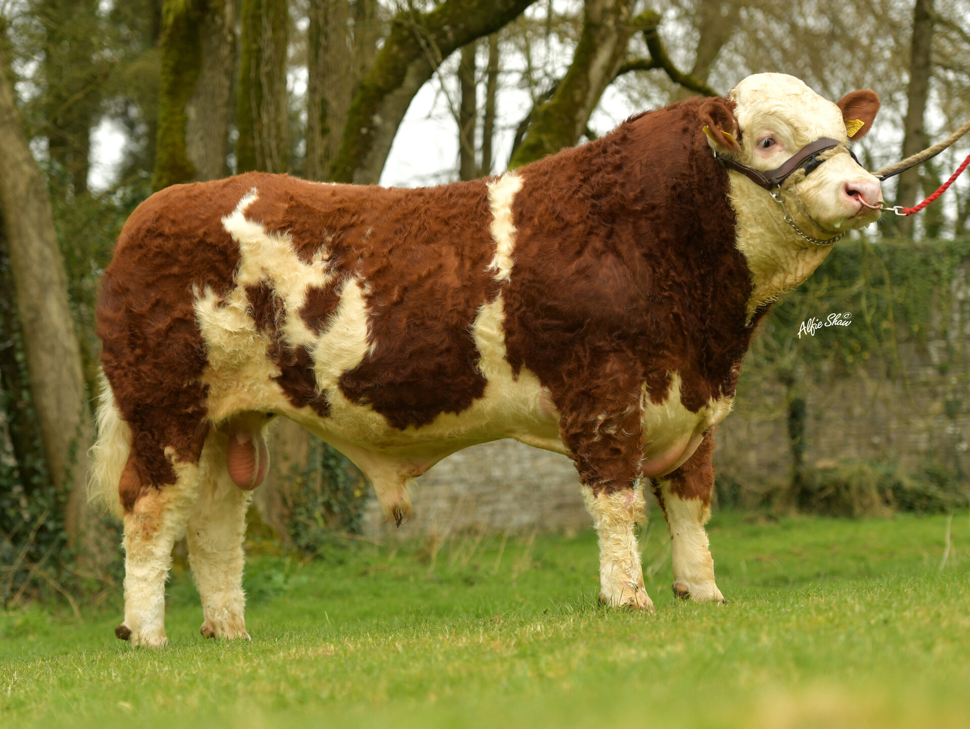 Leeherd Lynx 364