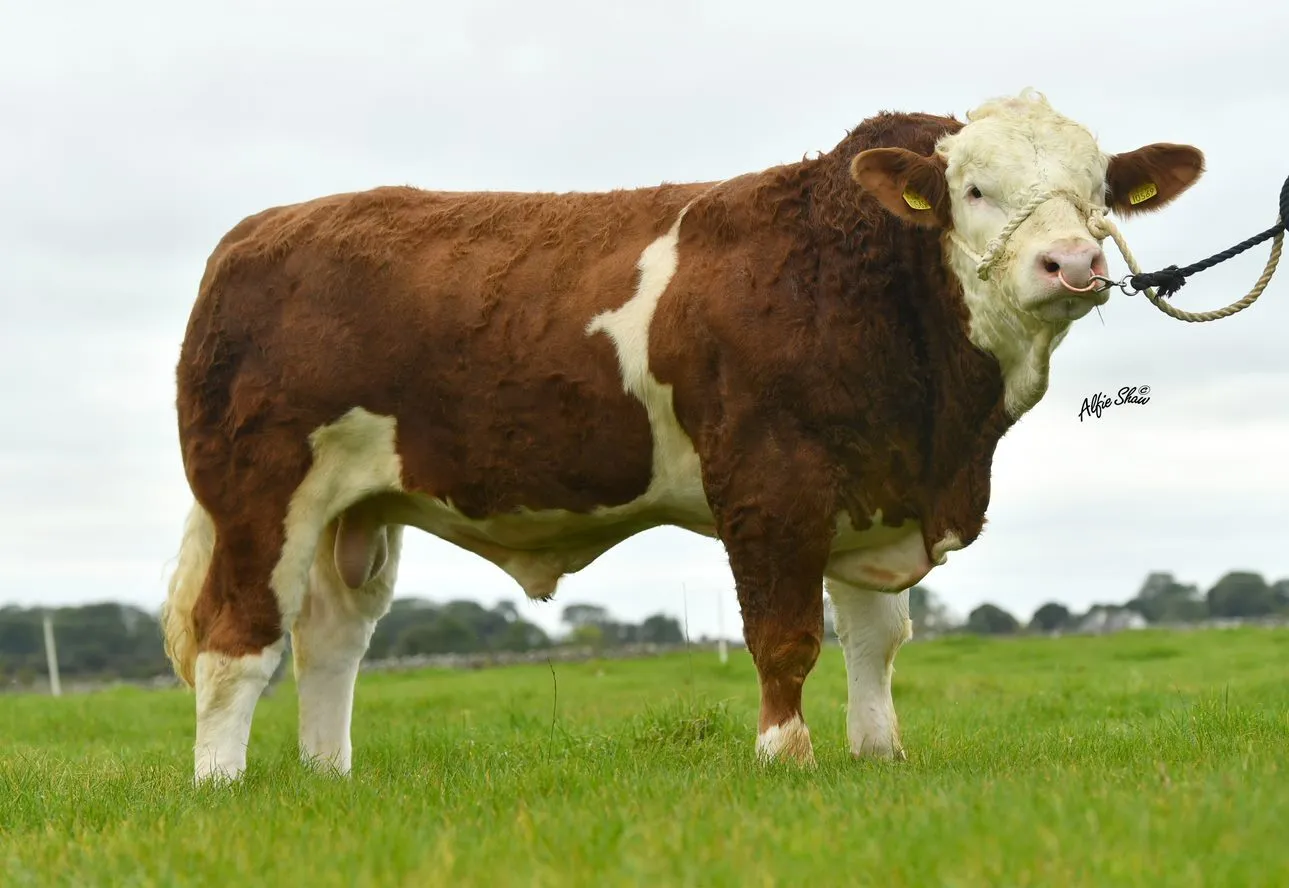 Portroyal Mr Bull Pp