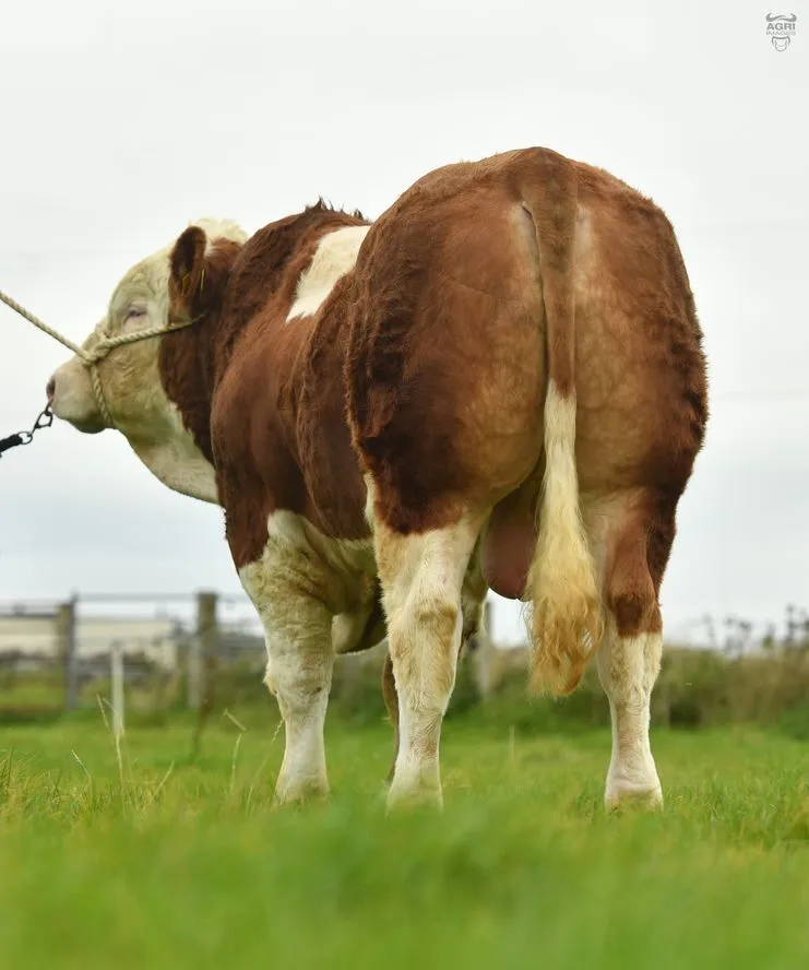 Portroyal Mr Bull Pp — view 2