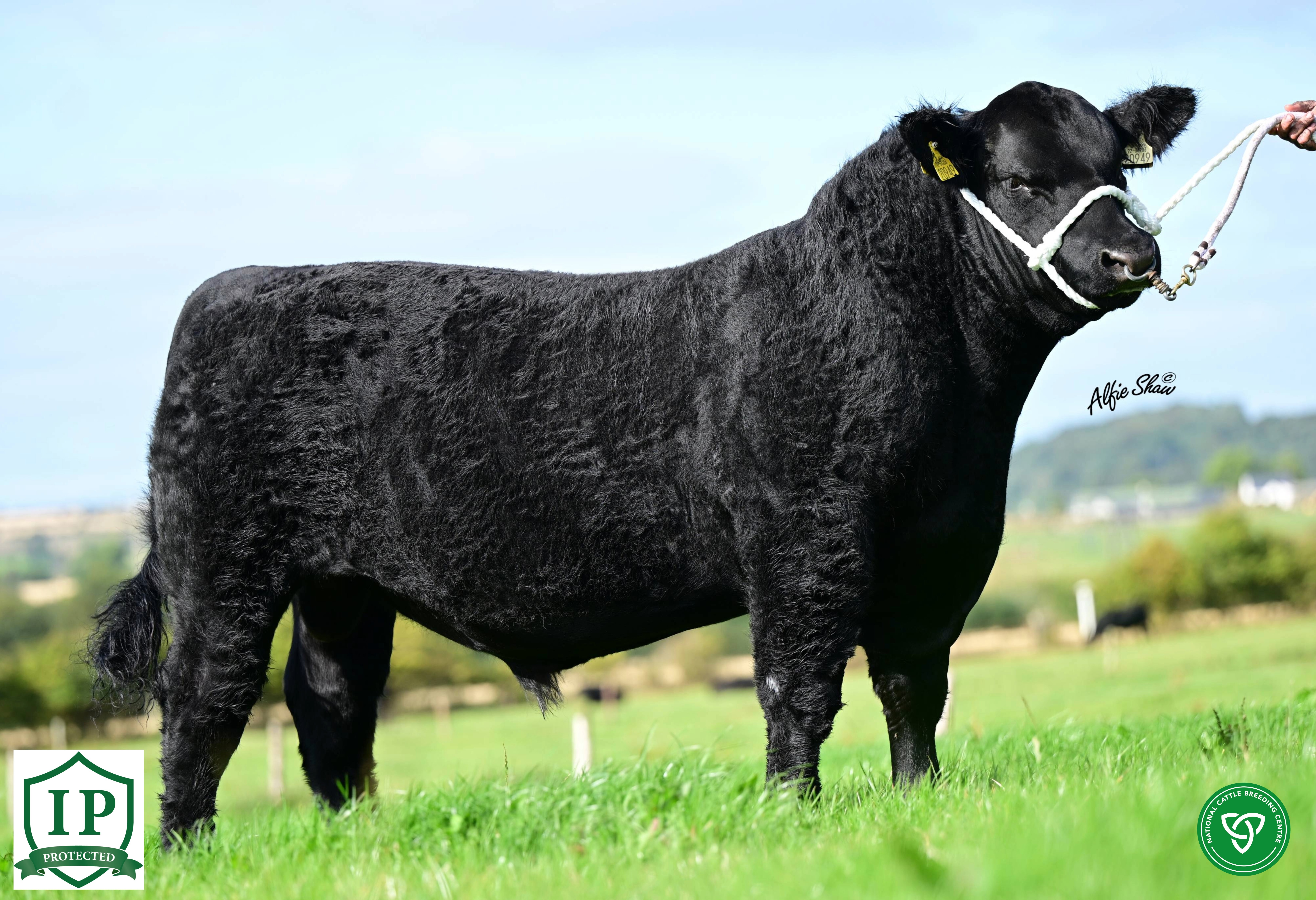 Westellen Bundi Z949 ET
