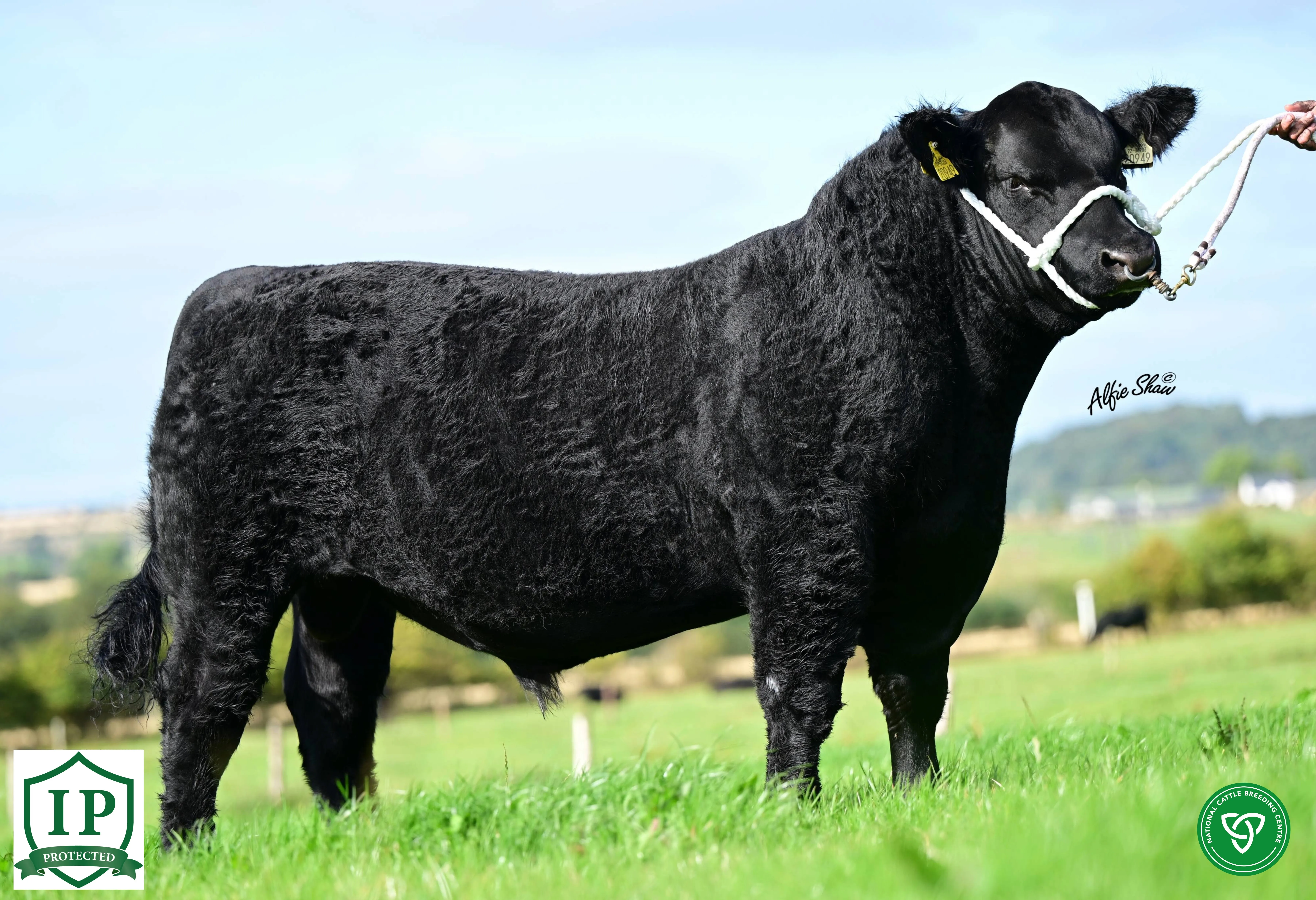 Westellen Bundi Z949 ET