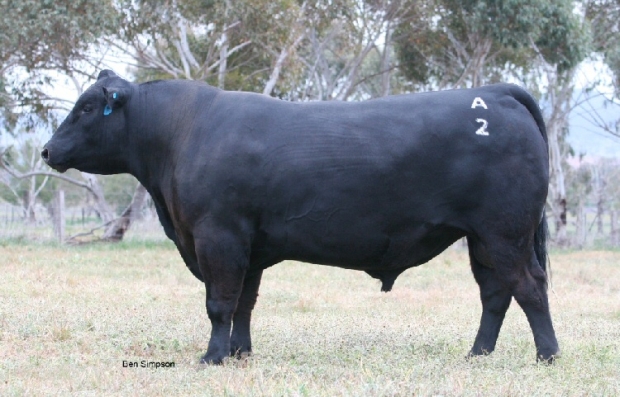 Christon Elton P623